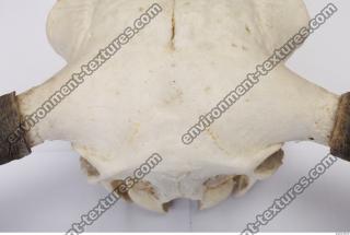 Photo Reference of Animal Skull